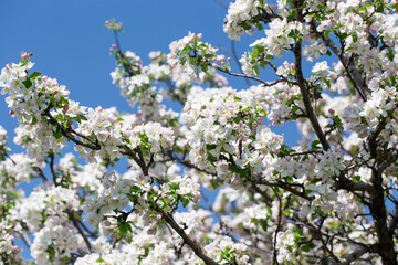Close-up of apple blossoms in full bloom under a vivid blue sky, seasonal spring concept.