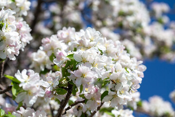 Apple blossom close-up on a clear spring day with vibrant blue sky background.