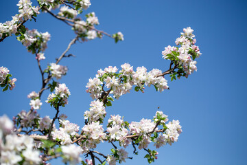 Springtime apple blossoms glowing in sunlight under bright blue sky.