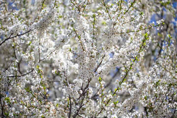 Floral branches stretching across the clear spring sky, inviting a peaceful mood.
