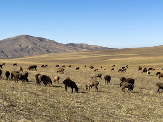 A flock of sheep grazing on dry grass field with mountain hills in the background, Kyrgyzstan.