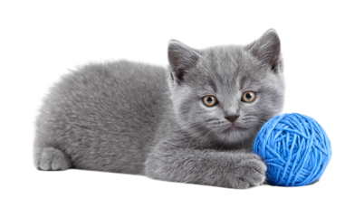 Cute Scottish Straight kitten playing with a blue yarn ball isolated on a transparent background