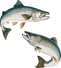 Alaskan Blue Salmon – High-Quality Illustration of Wild Coldwater Fish