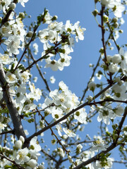 Flowering twigs floating in the calm blue atmosphere, highlighting seasonal transformation.