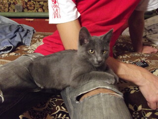 Gray yellow-eyed cat lying on human lap.