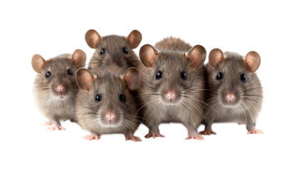 A group of gray rats sitting together isolated on a transparent background