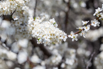 Blooming tree branches against clear blue sky. Spring, nature, freshness and calmness.