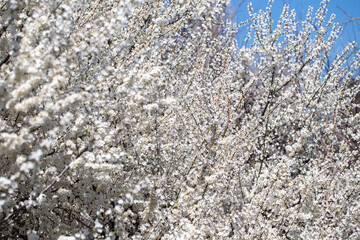 Blooming tree branches against clear blue sky. Spring, nature, freshness and calmness.