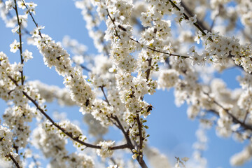 Blooming tree branches against clear blue sky. Spring, nature, freshness and calmness.