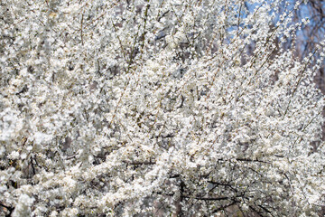 Delicate white petals contrasting with sunny sky background, celebrating nature's rebirth.