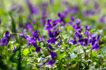 Wild violets bloom in a spring forest meadow. Viola odorata in natural sunlight.