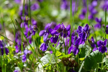 Foto auf Acrylglas Pflegezentrum Spring flowers. Violet violets flowers bloom in the spring forest. Viola odorata.  © Alwih