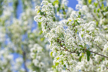 White blooming branches of a bird cherry tree reaching into the sky.