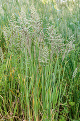 Holcus lanatus. White hay plants with spike-shaped inflorescences.