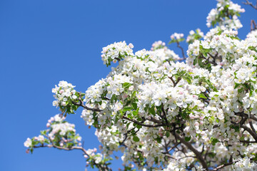 Bright apple tree flowers bloom, signaling the arrival of spring.