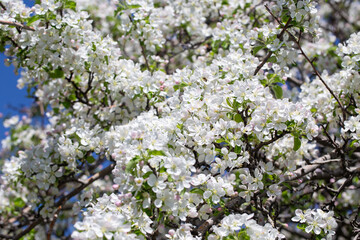 Delicate apple flowers bloom under blue skies, bringing light and joy.