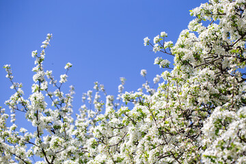White apple tree flowers in sunlight on bright blue sky, perfect for springtime themes.