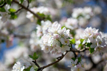 White apple blossoms in full bloom against a clear blue spring sky.