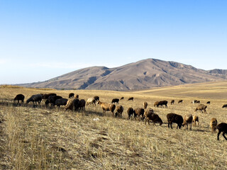 A flock of sheep grazing on dry grass field with mountain hills in the background, Kyrgyzstan.