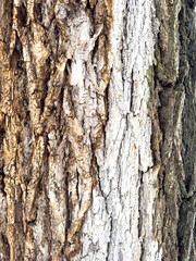 Close-up of tree bark texture with visible cracks, layers, and natural wood pattern.