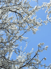 Flowering twigs floating in the calm blue atmosphere, highlighting seasonal transformation.