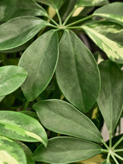 Fototapeta premium Scheffler's flower houseplant, taken close-up as a natural background