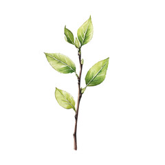 Single Leaf Budding Branch, watercolor painting vector, isolated on a white background.
