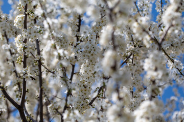 Blooming tree branches against clear blue sky. Spring, nature, freshness and calmness.