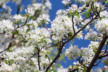 Apple tree branches covered in delicate white blossoms reach up toward the clear blue sky