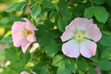 Obraz premium Close up of wild rose flowers