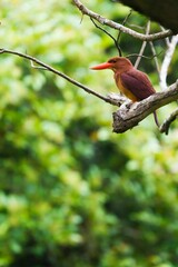 リュウキュウアカショウビン Ruddy kingfisher