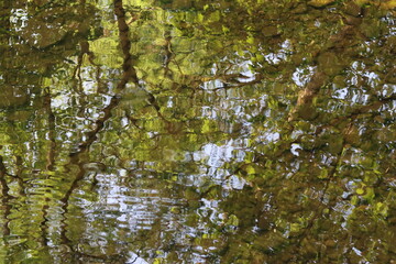 Green reflections in a woodland river in summer