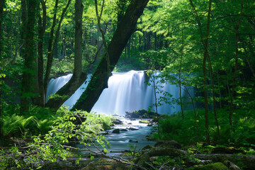 Oirase Keiryu waterfall in the woods