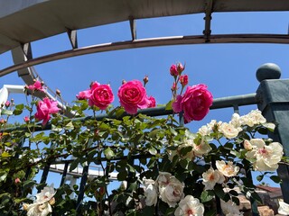 flowers in the garden