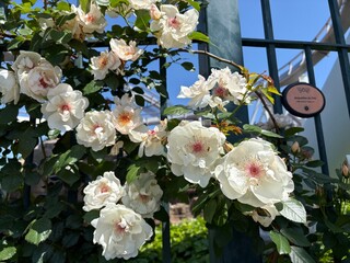 pink and white flowers