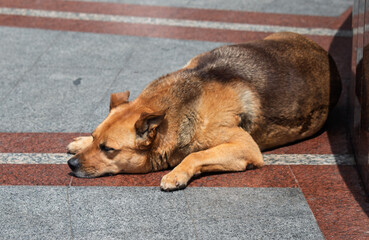 A dog is laying on the ground, looking at the camera