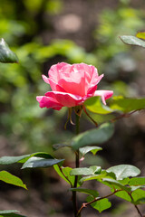 A pink rose is the main focus of the image, with its stem