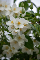 A bunch of white flowers with yellow centers