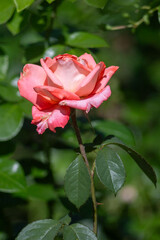 A pink rose is in full bloom in a lush green garden