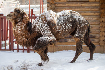 A camel covered in snow is standing in front of a wooden building