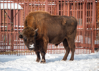 A brown buffalo is standing in the snow next to a fence