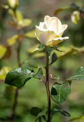 A single white rose is the main focus of the image