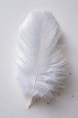 Delicate White Feather Close-Up