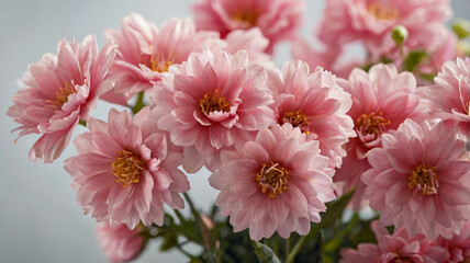Fototapeta premium pink chrysanthemum flowers
