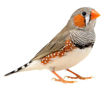 Colorful Zebra Finch isolated on transparent background
