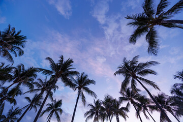 Silhouetted palm trees of Miami Beach stand tall against a vibrant sunset sky