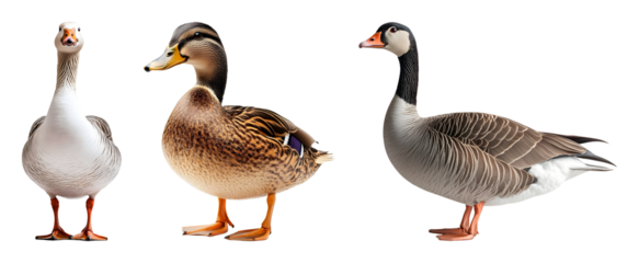 Three Water Fowl Including A Duck Snow Goose And Swan Goose Stand Against A Transparent Background In A Full Shot