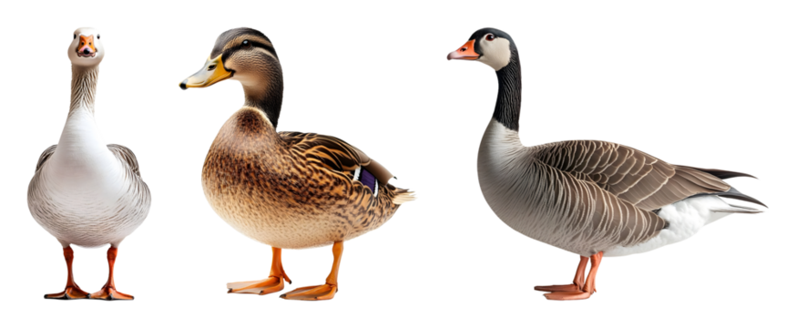 Three Water Fowl Including A Duck Snow Goose And Swan Goose Stand Against A Transparent Background In A Full Shot