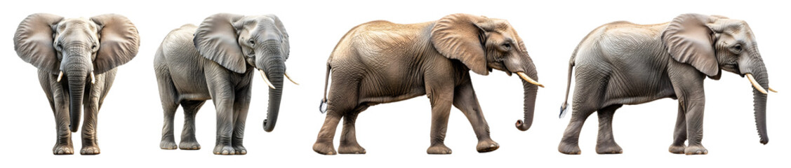 Obraz premium Five Elephants Of Varying Colors Stand Side By Side Against A Transparent Background Showcasing Different Poses And Textures