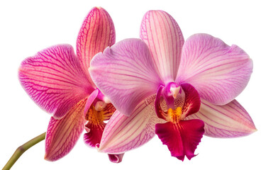 Beautiful pink orchid flower close up photo for wallpaper and background image with floral design ideas
